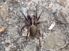 Alopecosa pulverulenta