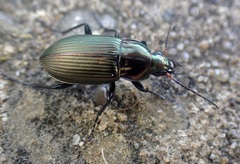 Poecilus cupreus