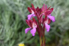 Anacamptis papilionacea papilionacea