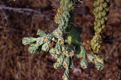 Cylindropuntia fulgida