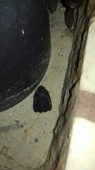 Polyphaga aegyptiaca