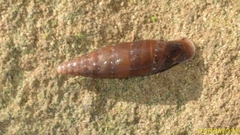 Stigmatica stigmatica