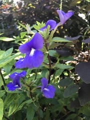 Achetaria azurea