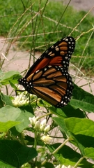 Danaus plexippus