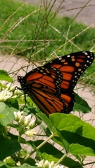 Danaus plexippus