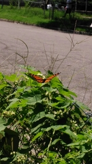 Danaus plexippus