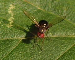 Nemopoda nitidula