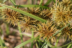 Cyperus odoratus odoratus