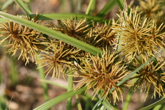 Cyperus odoratus odoratus