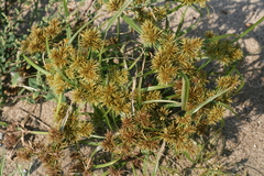 Cyperus odoratus odoratus