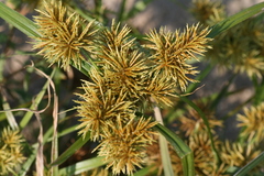 Cyperus odoratus odoratus