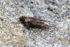 Ptilocephala plumifera