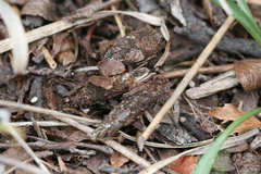 Ptilocephala plumifera