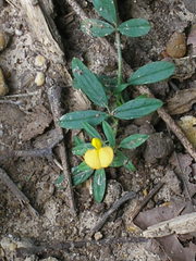 Stylosanthes biflora