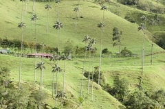 Ceroxylon quindiuense