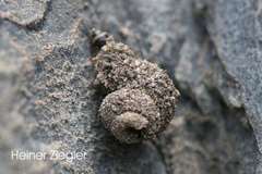 Apterona helicoidella