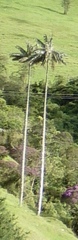 Ceroxylon quindiuense