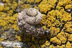 Apterona helicoidella