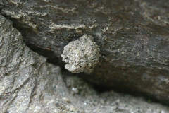 Apterona helicoidella