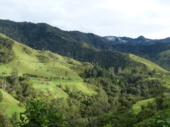 Ceroxylon quindiuense