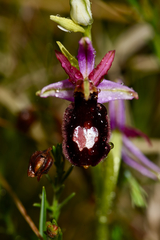 Ophrys bertolonii benacensis