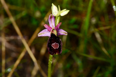 Ophrys bertolonii benacensis