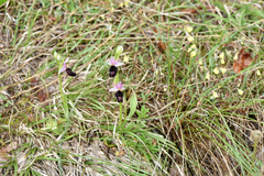 Ophrys bertolonii benacensis