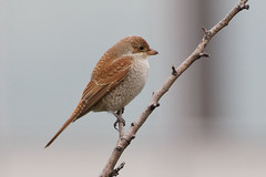 Lanius collurio