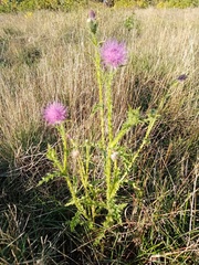 Carduus acanthoides