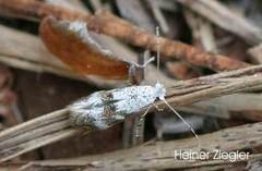 Bucculatrix frangutella