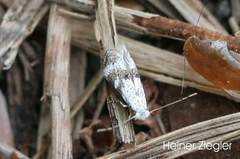 Bucculatrix frangutella