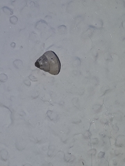 Cochlicella