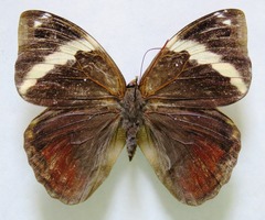 Opsiphanes tamarindi tamarindi