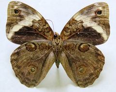 Opsiphanes tamarindi tamarindi