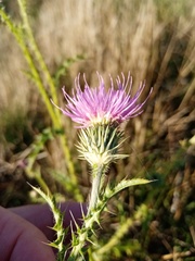 Carduus acanthoides