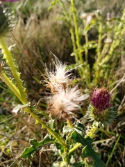 Carduus acanthoides