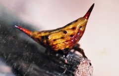 Gasteracantha versicolor