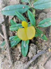 Stylosanthes biflora