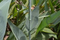 Canna glauca