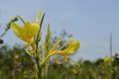 Canna glauca