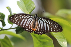 Graphium xenocles