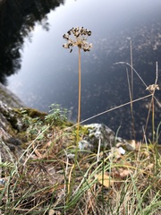 Red Allium (Allium rubens)