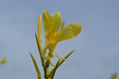 Canna glauca