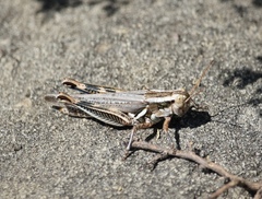 Melanoplus packardii