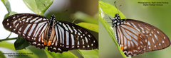 Graphium xenocles