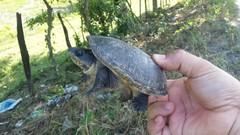 Claudius angustatus
