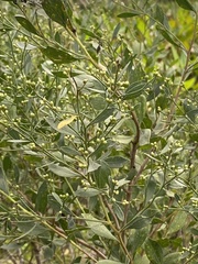 Baccharis halimifolia image