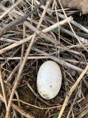 Antrostomus vociferus