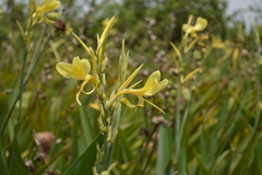 Canna glauca