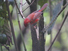 Cardellina rubra